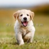 ‎آرایش و اصلاح پت