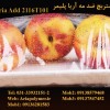 مستربچ ضدشبنم