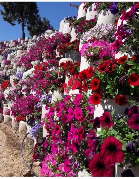 گلدان بتنی گلوژ