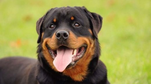 فروش روتوایلر نر