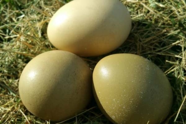 فروش تخم قرقاول  ارومیه