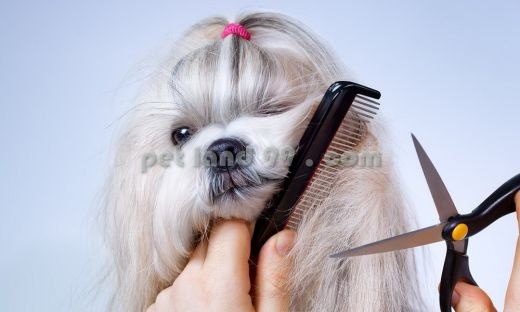 آموزش آرایش گربه و سگ