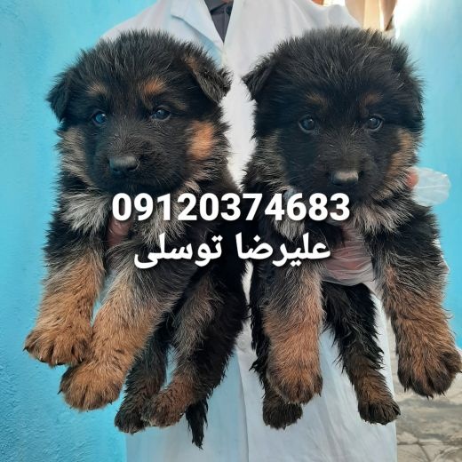قیمت توله ژرمن شپرد_قیمت توله ژرمن شپرد 2ماهه