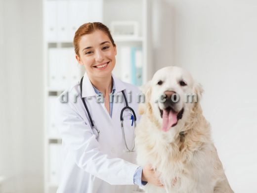 درمان سگ و گربه منطقه یک
