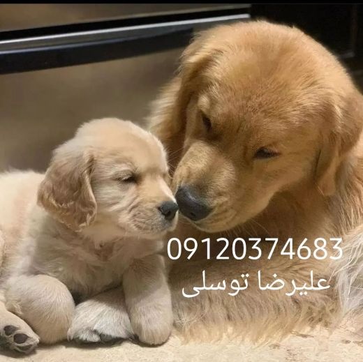 گلدن رتریور قیمت_قیمت سگ گلدن رتریور در تهران