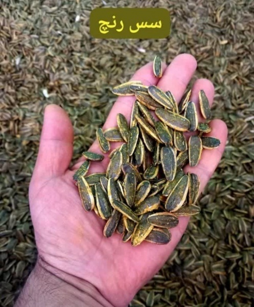 خرید عمده طعم دهنده پودری سس رنچ